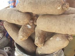 Yam - 10 Tubers