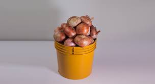 Onions - painter
