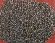 Palm Kernel Bucket