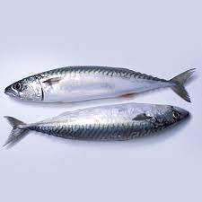 Titus Fish - 10kg