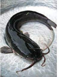 Live Catfish (kg)