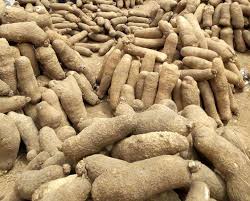 Large Yam Tubers -  10 pcs
