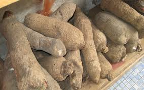 Large Tubers of Yam - 10pcs