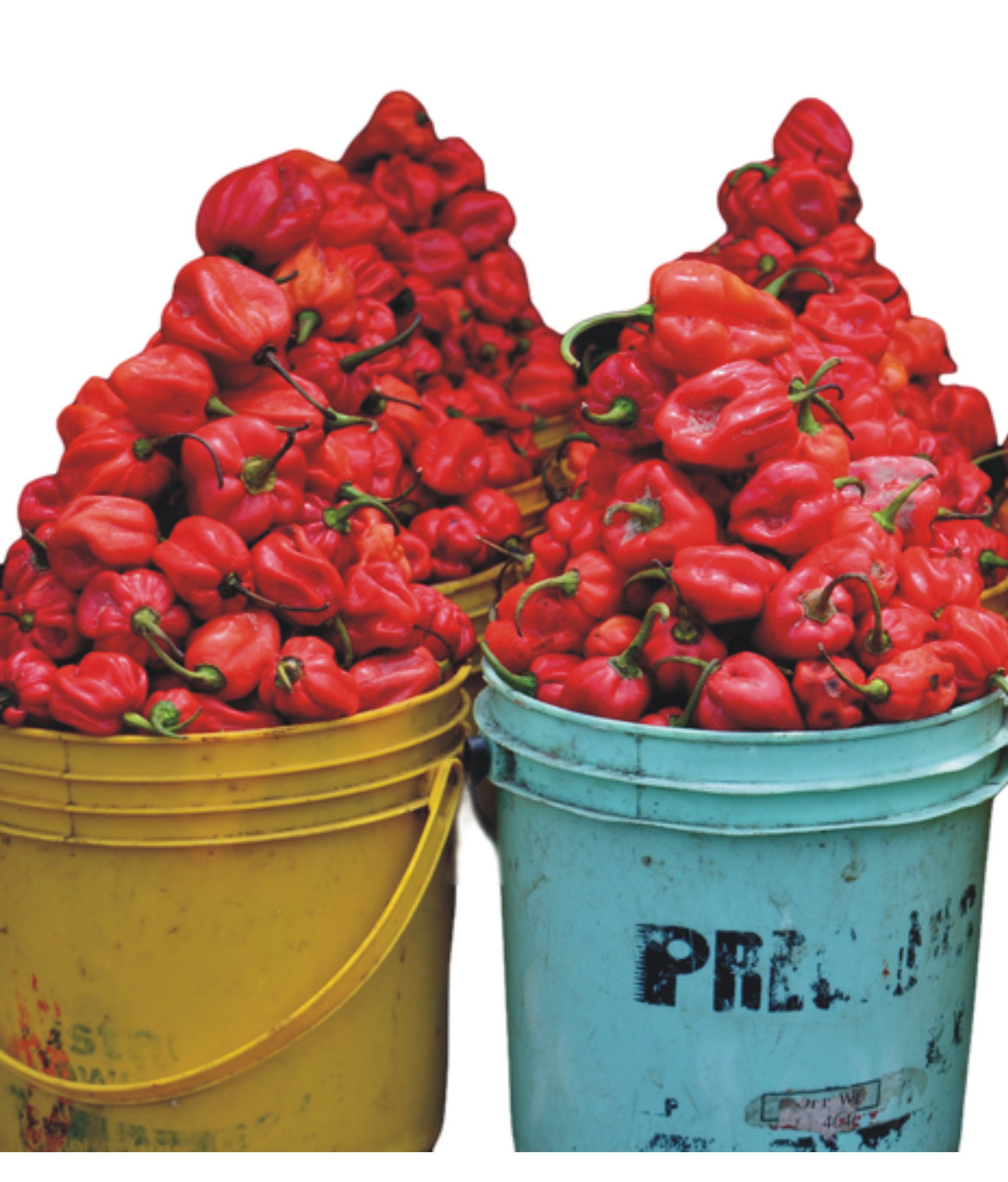 Fresh Red Pepper - 1 painter