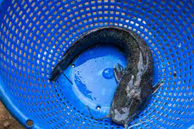 1kg Life Catfish