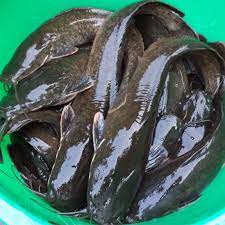Fresh Catfish 1kg
