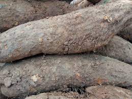 Yam