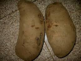 New Water Yam