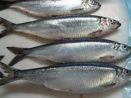 Shawa Fish(Bonga Fish) Smoked x 1