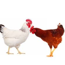Life Chicken