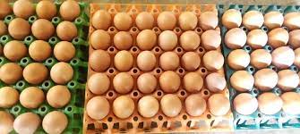 Chicken Egg Normal Size Crate