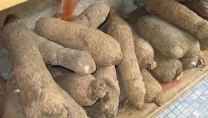 Yam Small Size(10 Tubers)