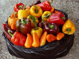 Pepper Full Bucket