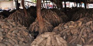 Sweet Yam 10 Tubers